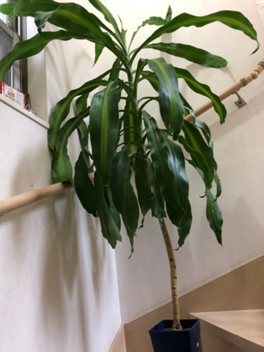 幸福の木　160センチ
