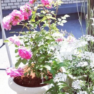 植木鉢を一時的に置かせて下さい（半年ほど） − 東京都