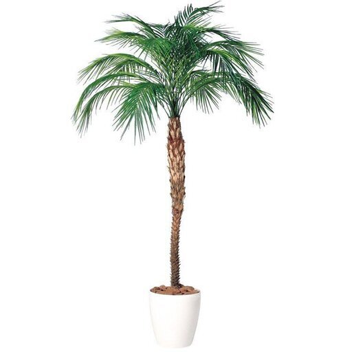 不要になった南国ムードの観葉植物フェニックスかアレカヤシ系を格安か無料で譲って下さい コーストライン 岩滝口の買いたい くださいの助け合い ジモティー 不要になった南国ムードの観葉植物フェニックスかアレカヤシ系を格安か無料で譲って下さい コーストライン 岩滝口の買いたい くださいの助け合い ジモティー