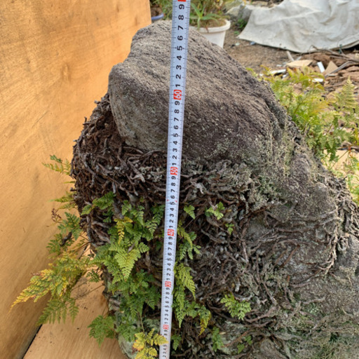 植木　盆栽　庭石 植木 盆栽 庭石