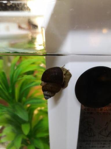 お家時間応援メダカの卵とヒメタニシの赤ちゃん たまあし 和白のその他の中古あげます 譲ります ジモティーで不用品の処分