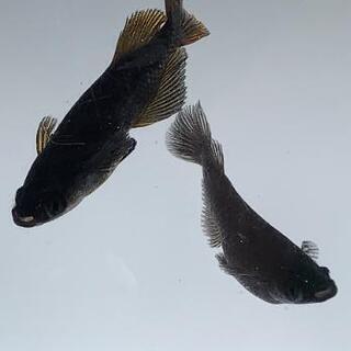 ブラックキングこの個体から産まれた若魚]♂2♀3の出品になります。