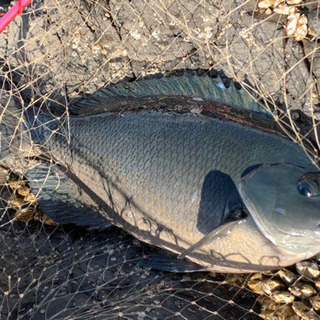 磯釣り、イカ釣り   fishingclub  広遊会