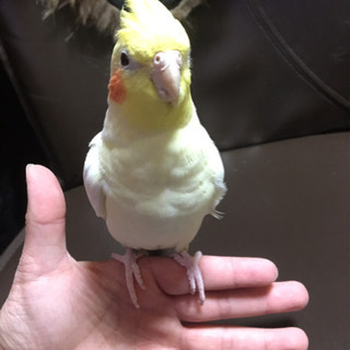 お話し好きな、オカメインコの里親募集☆