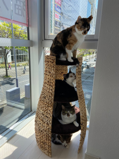 人馴れ抜群 猫カフェにて里親募集中 服部由佳 センター北の猫の里親募集 ジモティー
