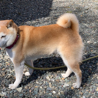 8歳の柴犬 女の子です たかちゃん 恵み野の柴犬の里親募集 ジモティー