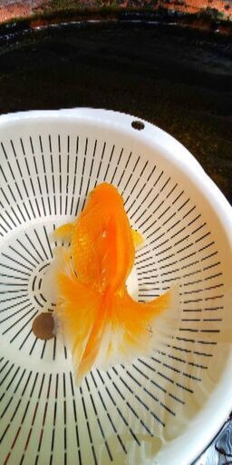 土佐錦魚・土佐錦（土佐金） 明け三歳雌 約１８ｃｍ