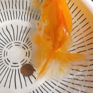 土佐錦魚・土佐錦（土佐金） 明け三歳雌 約１８ｃｍ 土佐錦魚・土佐錦（土佐金） 明け三歳雌 約18cm