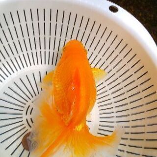 土佐錦魚・土佐錦（土佐金） 明け三歳雌 約18cm