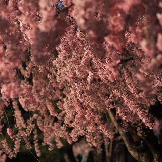 日程変更になりました4月19日中野市、桜撮影会募集