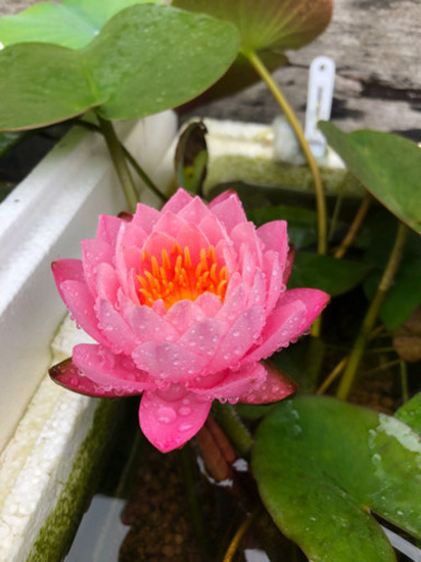 温帯睡蓮 スイレン サイアム ニンフ Konn 菊川のその他の中古あげます 譲ります ジモティーで不用品の処分