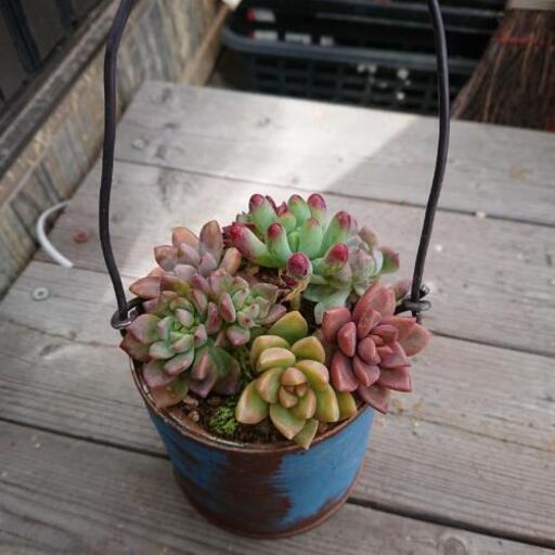 多肉  リメ缶 寄せ植え