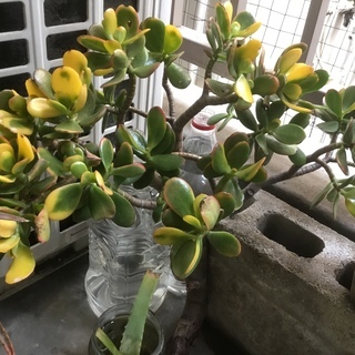 金の成る木アフリカ原産の乾燥に強い多肉植物ですあげます Angie 横浜のその他の中古あげます 譲ります ジモティーで不用品の処分