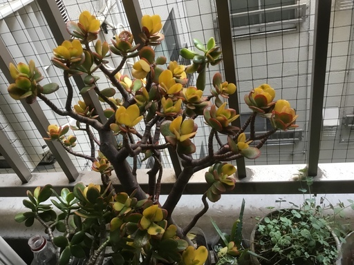 金のなる木苗 幸運を招く という縁起のよい花言葉をもつ多肉植物あげます Angie 横浜のその他の中古あげます 譲ります ジモティーで不用品の処分