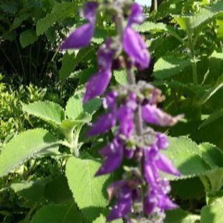 マンジェリコン奇跡のハーブ Coco 中頭のその他の中古あげます 譲ります ジモティーで不用品の処分