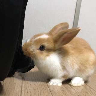 子うさぎの里親募集 − 福井県