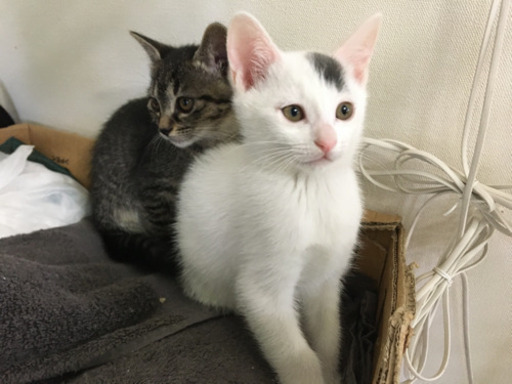 黒いブチのある白猫 子猫1月25 日生 長靴下のピッピ 伊勢崎の猫の里親募集 ジモティー