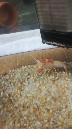 ザリガニ　金魚