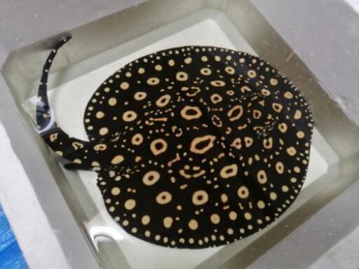 品川ダイヤ ベビー