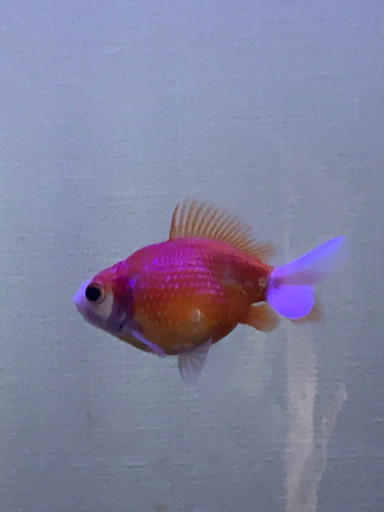 引き取り先がきまりました 金魚色々 どうでしょう ミスティー 静岡のその他の中古あげます 譲ります ジモティーで不用品の処分