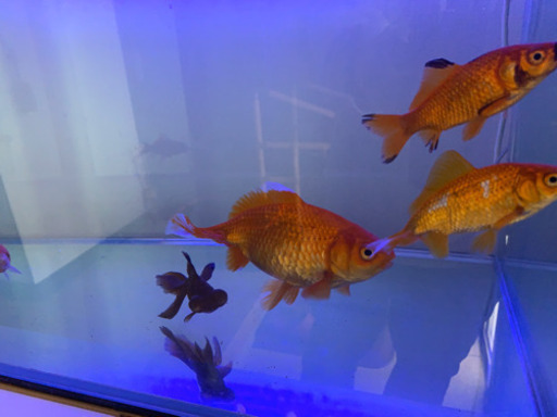 引き取り先がきまりました 金魚色々 どうでしょう ミスティー 静岡のその他の中古あげます 譲ります ジモティーで不用品の処分