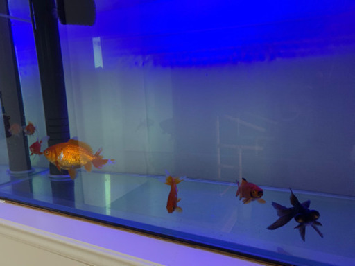 引き取り先がきまりました 金魚色々 どうでしょう ミスティー 静岡のその他の中古あげます 譲ります ジモティーで不用品の処分