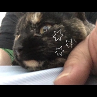サビ猫 メス 避妊済 とても賢いです Mm 松山の猫の里親募集 ジモティー