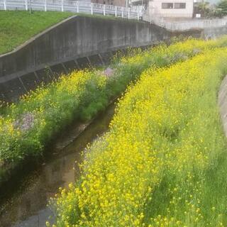 簡単作業のお手伝い1h2500~の画像