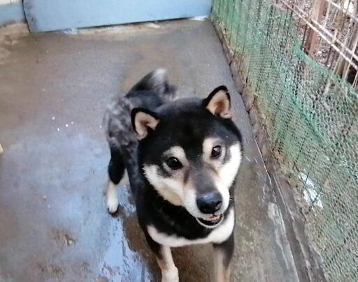 柴犬の男の子です ケン 新座の柴犬の里親募集 ジモティー