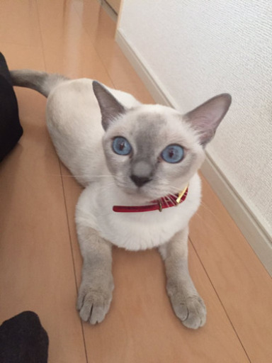 里親決定 トンキニーズ 6歳 まうママ 雲雀丘花屋敷の猫の里親募集 ジモティー