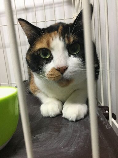 里親様決定保護猫の羽海 うみ ちゃん ちばにゃん 東海の猫の里親募集 ジモティー