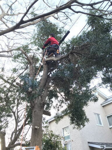 大きくなりすぎ危険となった植木の伐採 風台風に備え敷地内植木伐採 電線に枝が絡んでしまった植木の伐採 背の高くなりすぎた庭木伐採 作業地域内 あき 鶴ヶ峰のその他の無料広告 無料掲載の掲示板 ジモティー 大きくなりすぎ危険となった植木の伐採 風台風に備え敷地内植木伐採 電線に枝が絡んでしまった植木の伐採 背の高くなりすぎた庭木伐採 作業地域内 あき 鶴ヶ峰のその他の無料広告 無料掲載の掲示板 ジモティー