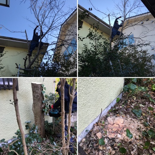 大きくなりすぎ危険となった植木の伐採 風台風に備え敷地内植木伐採 電線に枝が絡んでしまった植木の伐採 背の高くなりすぎた庭木伐採 作業地域内 あき 鶴ヶ峰のその他の無料広告 無料掲載の掲示板 ジモティー 大きくなりすぎ危険となった植木の伐採 風台風に備え敷地内植木伐採 電線に枝が絡んでしまった植木の伐採 背の高くなりすぎた庭木伐採 作業地域内 あき 鶴ヶ峰のその他の無料広告 無料掲載の掲示板 ジモティー
