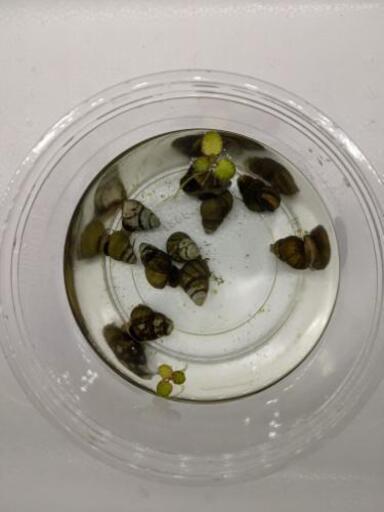 めだかの友達 姫田螺 ヒメタニシ 10匹セット バブルス 豊田市のその他の中古あげます 譲ります ジモティーで不用品の処分