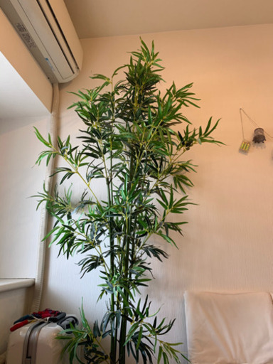 お取引中 笹笹の葉フェイク光触媒観葉植物七夕210cm Mie Maple 立川のインテリア雑貨 小物の中古あげます 譲ります ジモティーで不用品の 処分