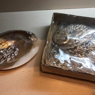 貝殻のお皿の置き物　新品未使用