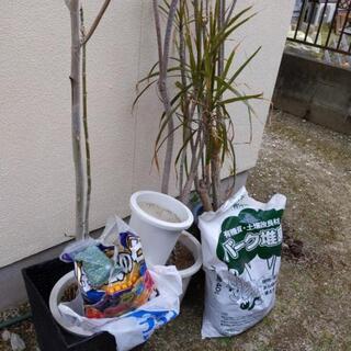 植物と、鉢と、使いかけの肥料と軽石