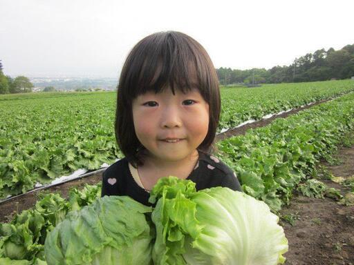 高原野菜 レタス キャベツ の収穫作業スタッフ募集 坂口農園 御代田の農業の無料求人広告 アルバイト バイト募集情報 ジモティー