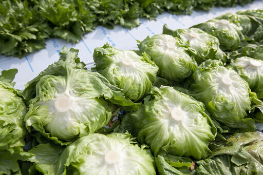 高原野菜 レタス キャベツ の収穫作業スタッフ募集 坂口農園 御代田の農業の無料求人広告 アルバイト バイト募集情報 ジモティー