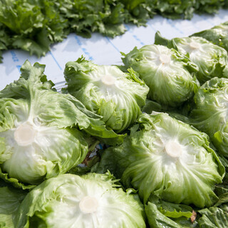 高原野菜 レタス キャベツ の収穫作業スタッフ募集 坂口農園 御代田の農業の無料求人広告 アルバイト バイト募集情報 ジモティー 高原野菜 レタス キャベツ の収穫作業スタッフ募集 坂口農園 御代田の農業の無料求人広告 アルバイト バイト募集情報 ジモティー