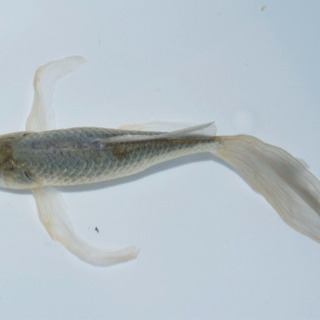 青鉄魚　親サイズ　　20オーバー 青鉄魚 親サイズ 20オーバー