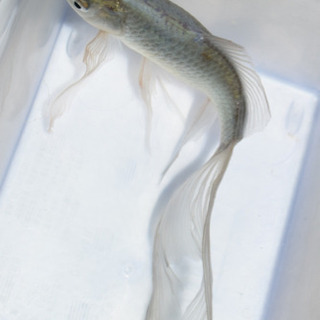 青鉄魚　親サイズ　　20オーバー 青鉄魚 親サイズ 20オーバー