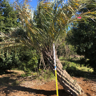 曲がり ココスヤシ 幹高2メートル