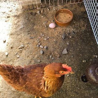 にわとり メス ボリスブラウン 1歳