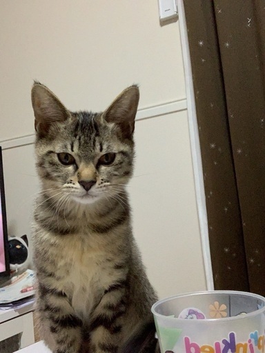 9月生まれの小柄なメス猫さん トラさん 富貴の猫の里親募集 ジモティー