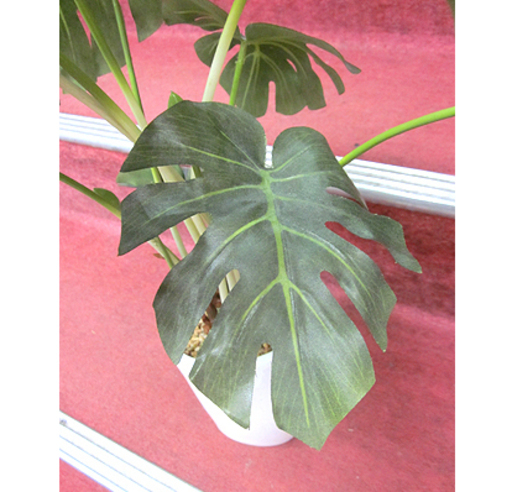 勃起 無駄な 機転 人工 観葉 植物 札幌 さびた 醜い 腫瘍 勃起 無駄な 機転 人工 観葉 植物 札幌 さびた 醜い 腫瘍