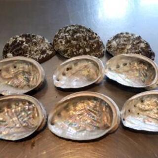 アワビの貝殻　約200枚