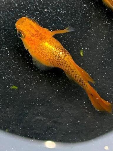 この個体から産まれた黄金鼈甲ダルマ光体形メダカ 若魚 2 3 の個体となります 國めだか てだこ浦西のその他の中古あげます 譲ります ジモティーで不用品の処分