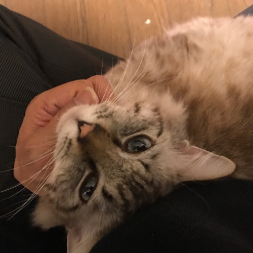 里親さん決まりました 長毛種の雑種あつむ オス2歳 ひまわり 中頭の猫の里親募集 ジモティー 里親さん決まりました 長毛種の雑種あつむ オス2歳 ひまわり 中頭の猫の里親募集 ジモティー