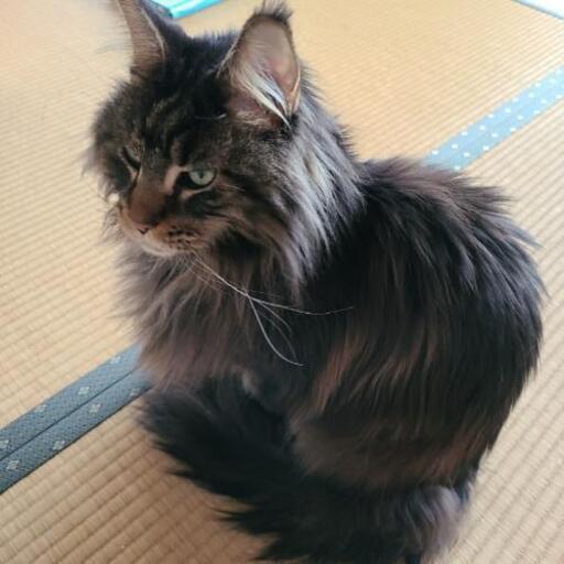新規のお問い合わせをストップします かっこいいメインクーンの 4才 Roku 尾道の猫の里親募集 ジモティー 新規のお問い合わせをストップします かっこいいメインクーンの 4才 Roku 尾道の猫の里親募集 ジモティー